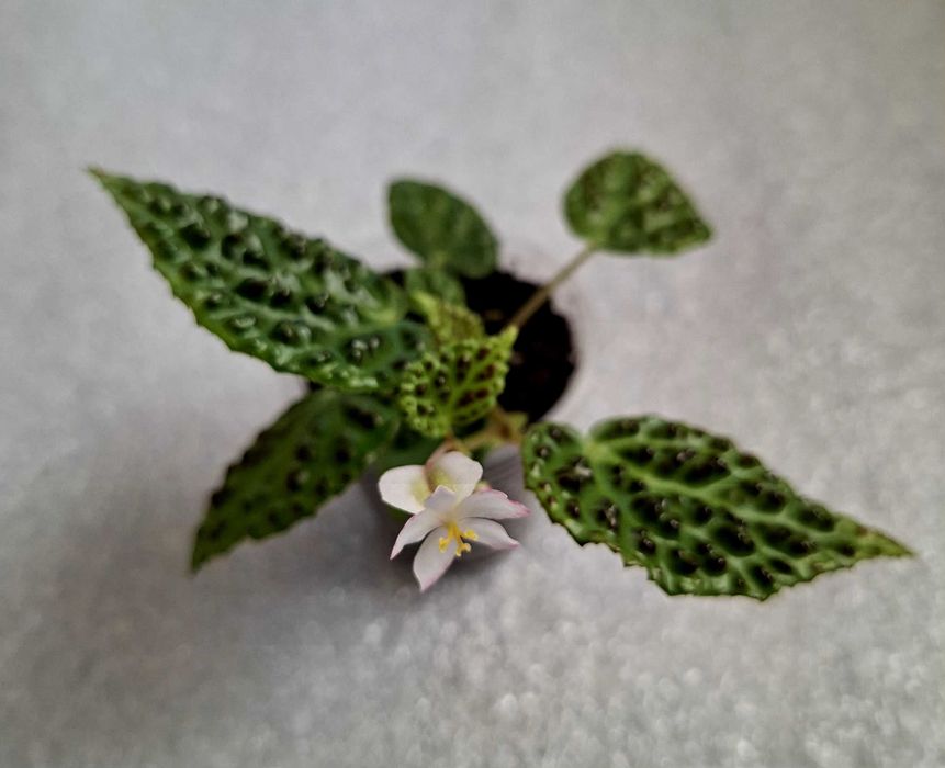 Бегонія Дракопельта (begonia dracopelta). Дітка