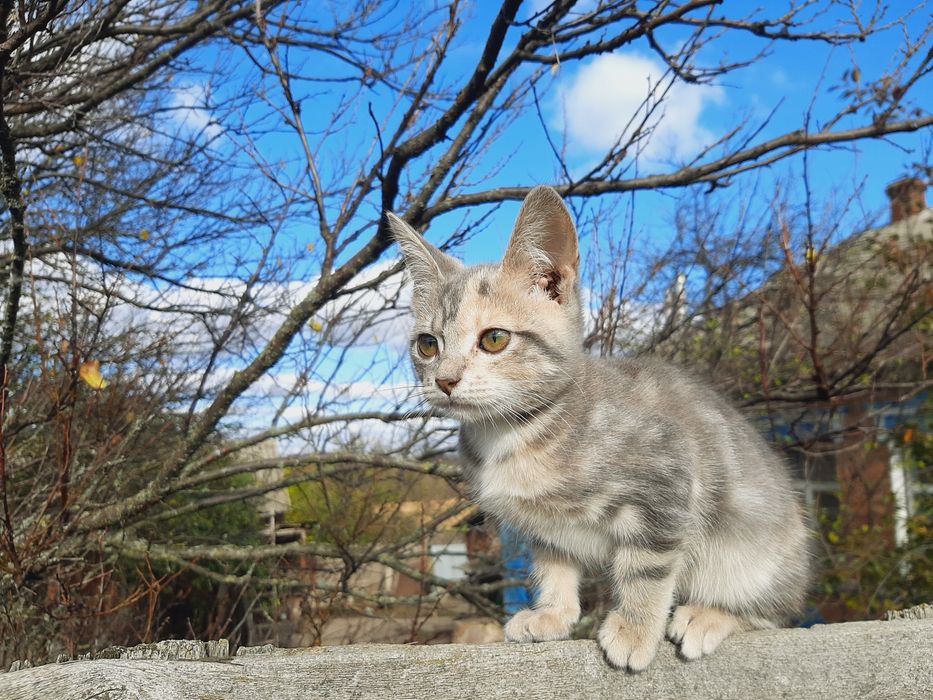 Отдам в хорошие руки. Бесплатно