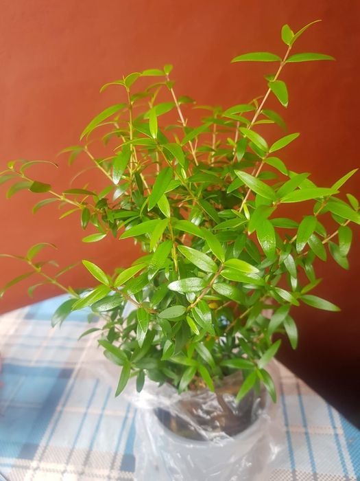 Mirt komunijny - merta 20 cm