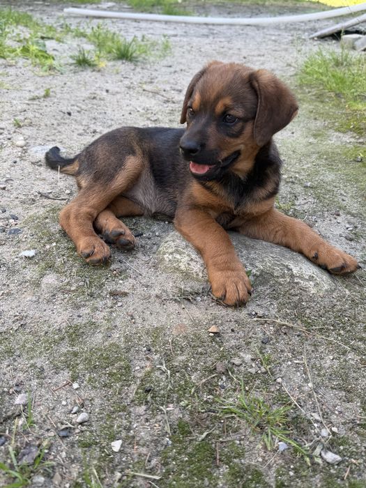 Oddam pieska za darmo