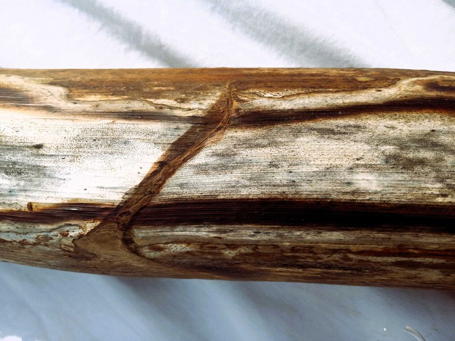 Didgeridoo—a unique and magical instrument.64176316125441122