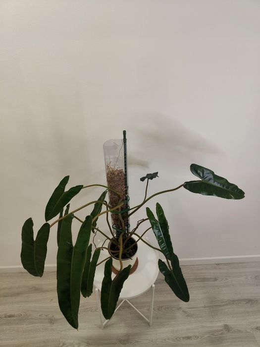 Philodendron billietiae XXL - 100cm | planta rara e estável