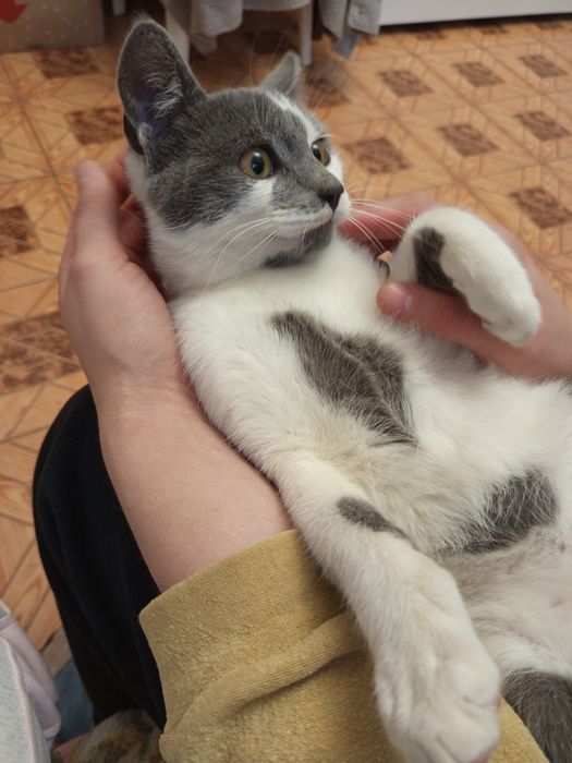 Продаются  котики