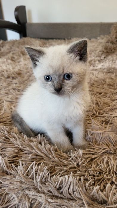 Невська маскарадна кошенята хлопчики Blue & Red Point