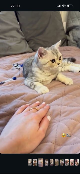 ПРОДАМ КОТА  хлопчик