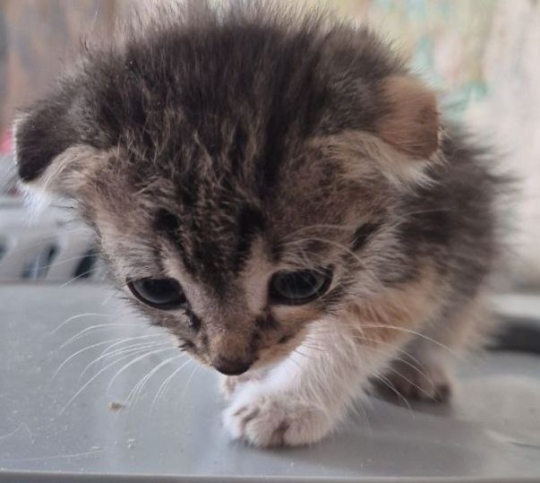 Котики и кошечки на выбор.