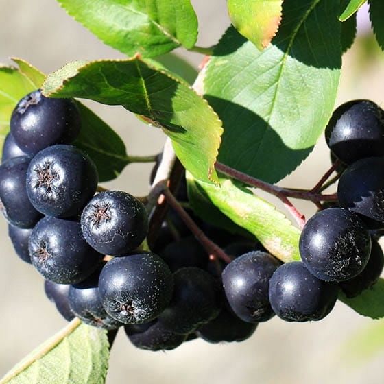 Aronia Galicjanka czarna sadzonka w doniczce