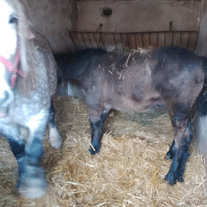 Źrebak  do sprzedania