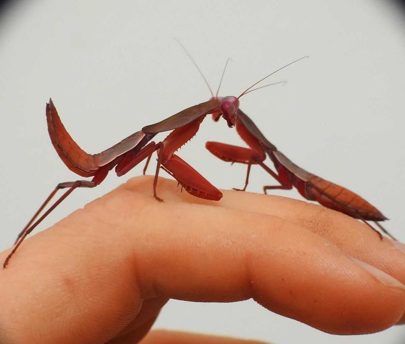 Rhombodera stalii RED DEVIL Czerwona modliszka HIT