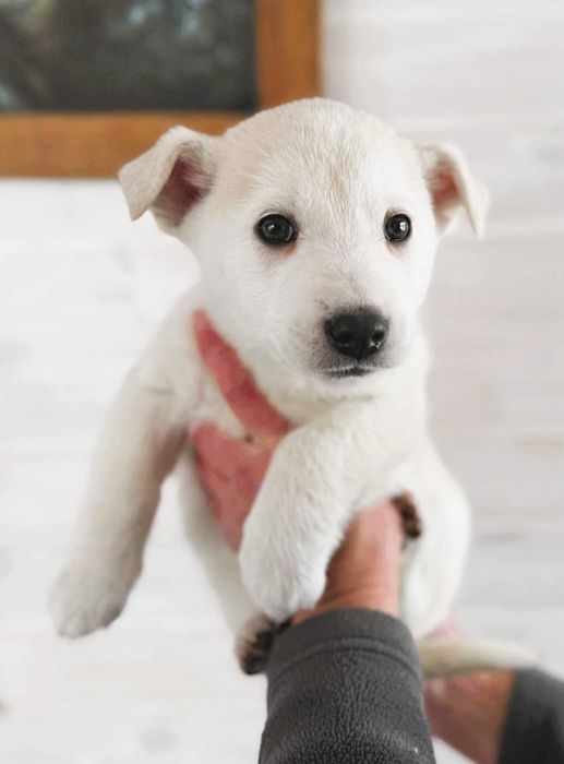 Щенок-мальчик в добрые руки