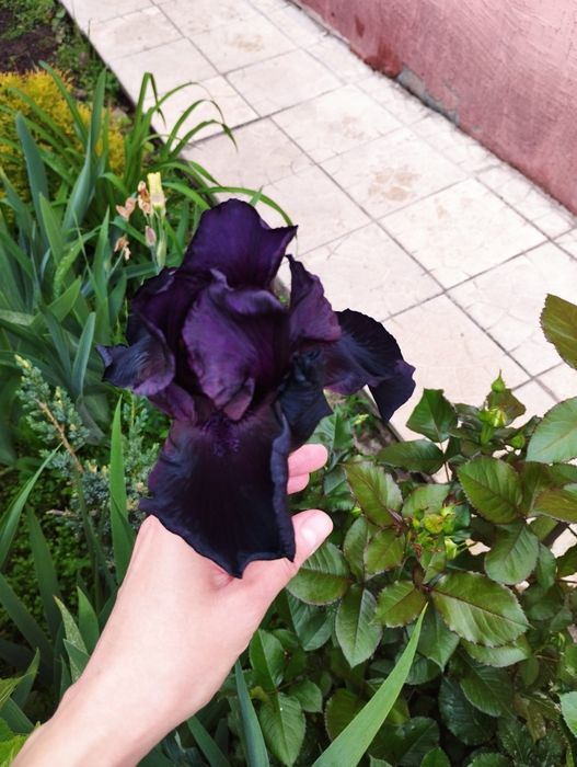 Высокорослые ирисы