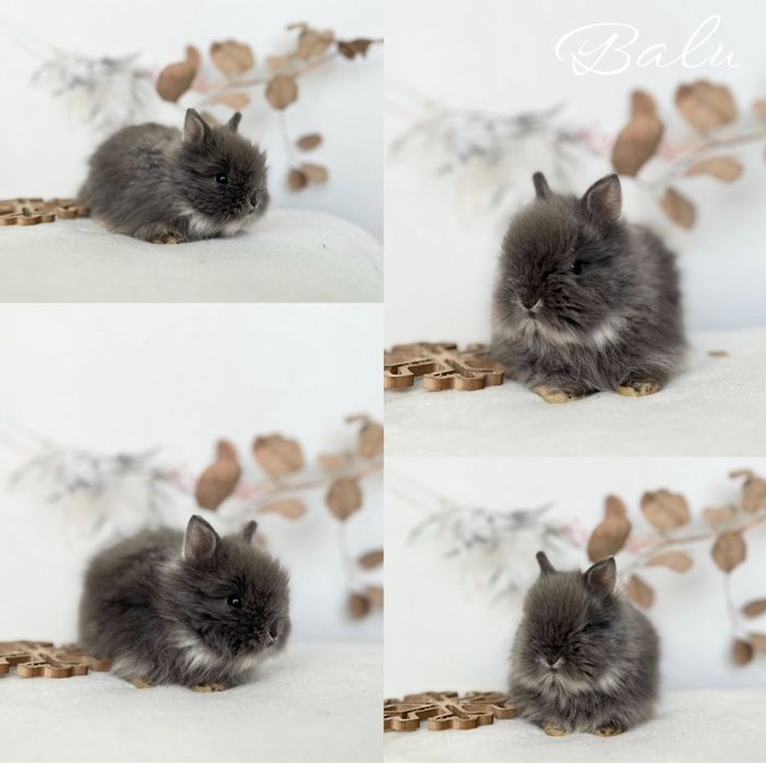 Króliczki rasy Karzełek Teddy, Mini lop Aktualne dostepne kroliczki