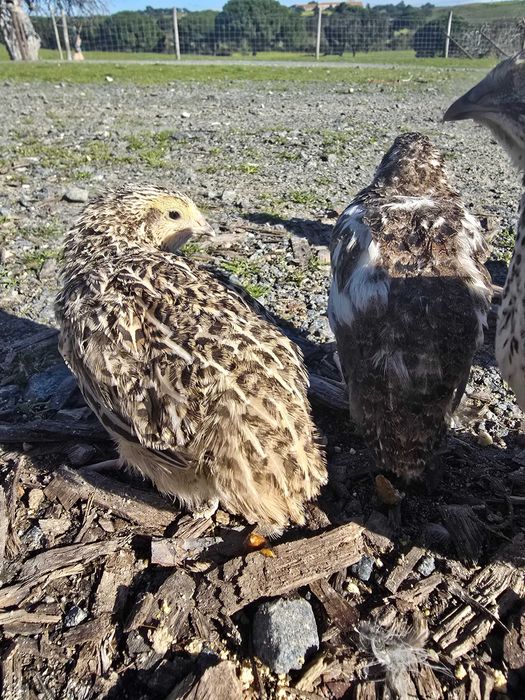 Codornizes Gigantes várias cores  com 1 mês