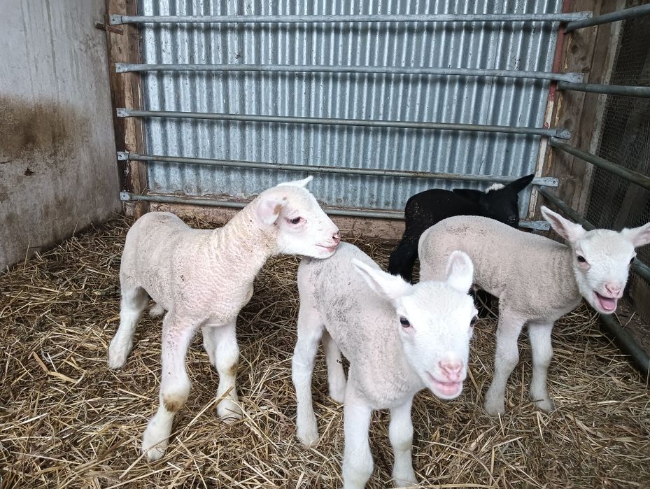 Borregos disponíveis