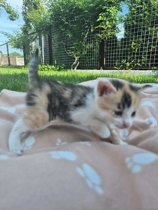 Dwie małe kotki do adopcji