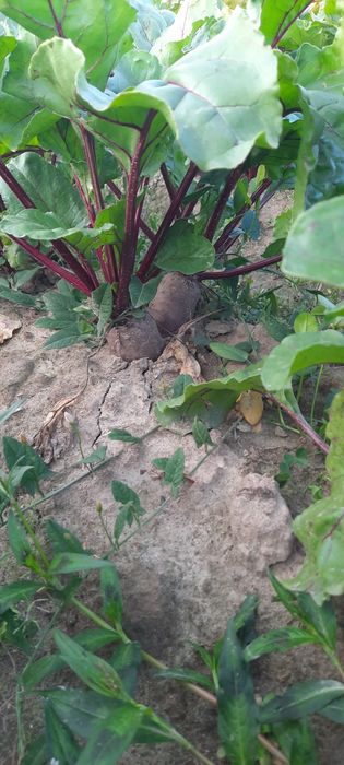 Buraki ćwikłowe podłużne