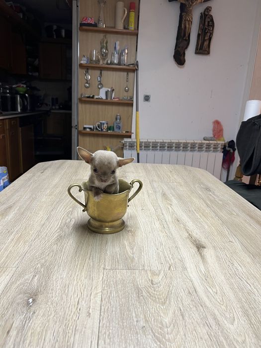 Piesek chihuahua miniatura