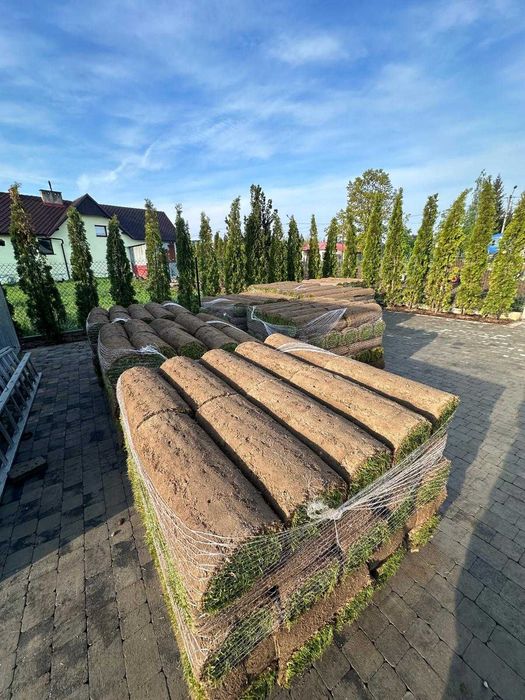 Trawa rozwijana z rolki