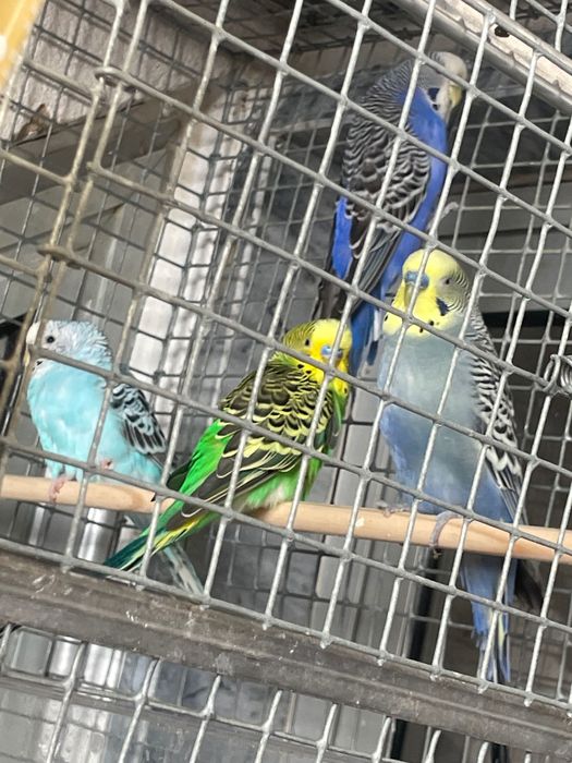 Casal Roseicollis e Casal periquitos