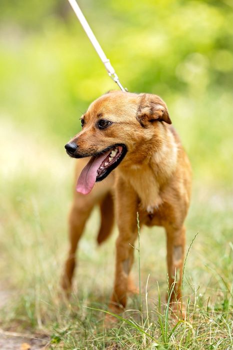 Suczka do adopcji