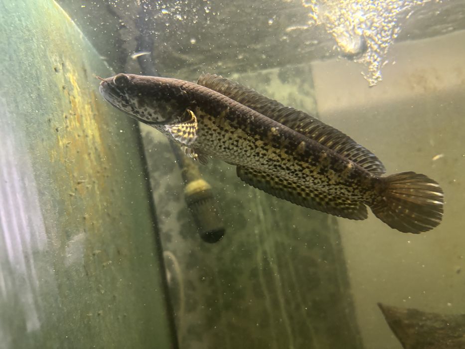 Channa aurantimaculata