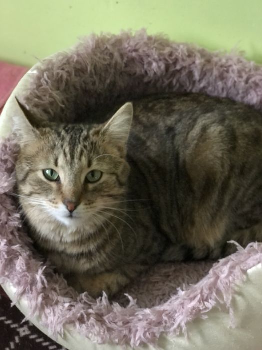 Котик Шпротик 2 год