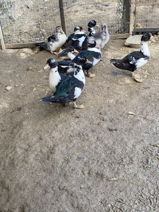 Patos mudos