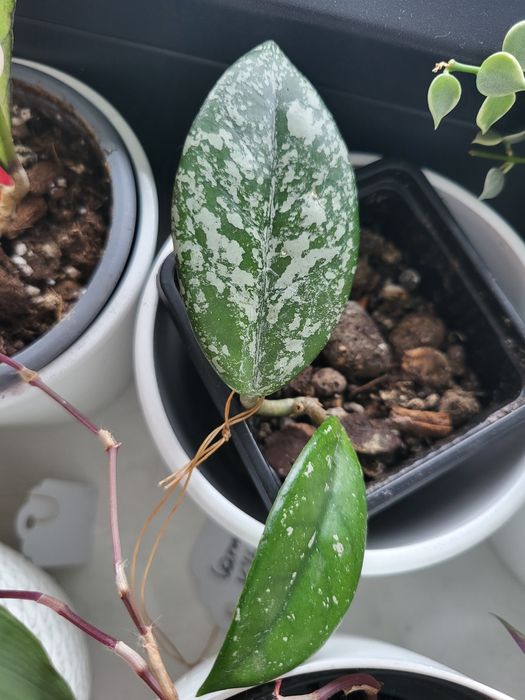 Carnosa Wilbur Graves