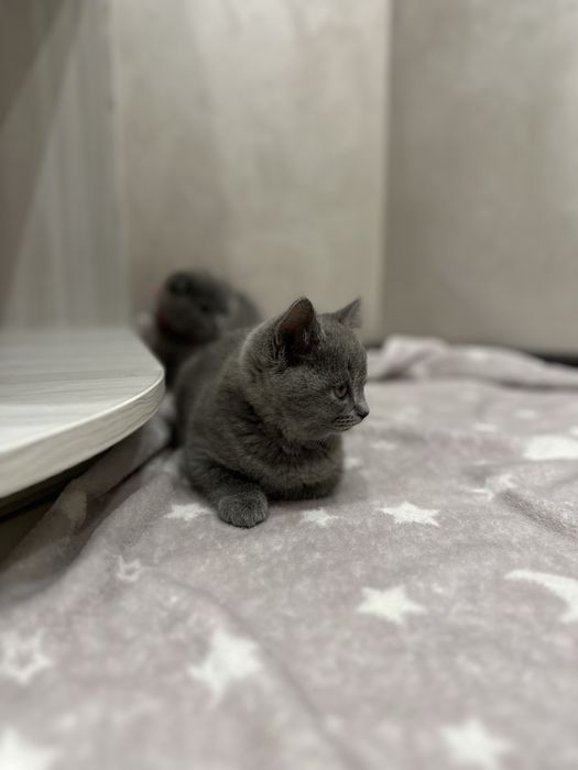 Шотландские вислоухие котята