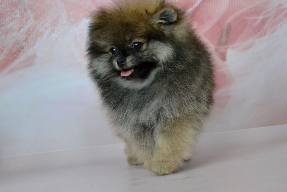 Дівчинка міні красуня