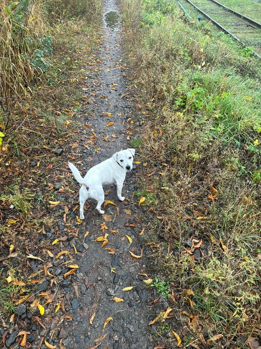 Вʼязка Джека Рассел Терʼєр