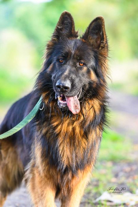 Piękny owczarek niemiecki długowłosy