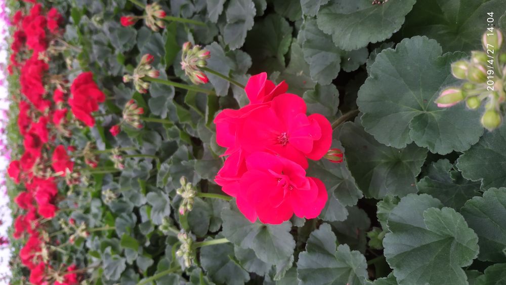 Kwiatek WPR - Pelargonia
