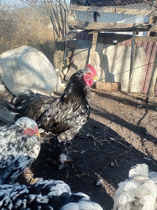 Кохінхін мраморний інкубаційне яйце мрамурний