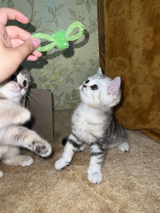 Шотландська дівчинка /шотландский котенок
