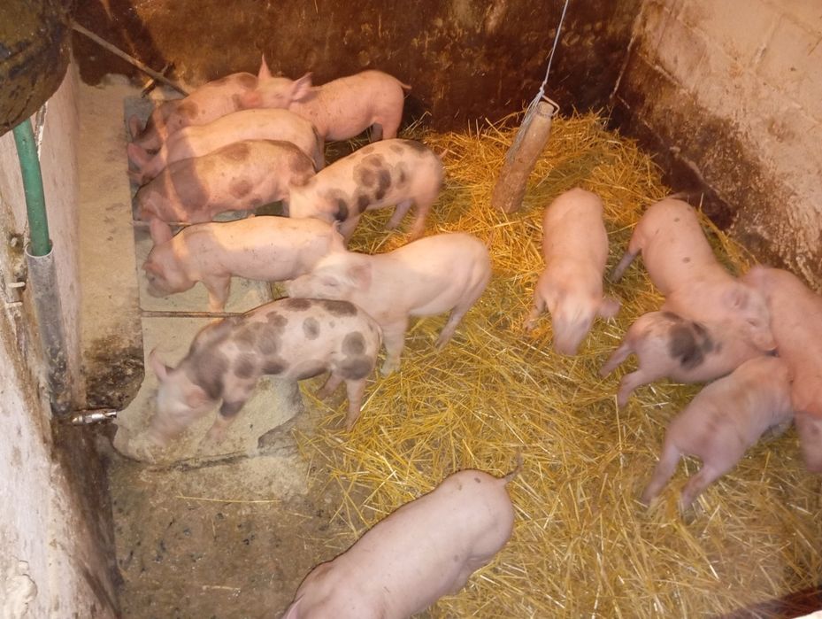 Продам свинки терміново