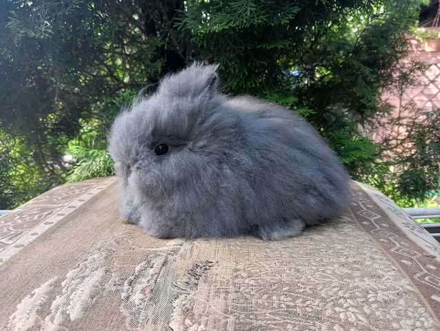 Karzełek Teddy, Królik miniaturka, samczyk