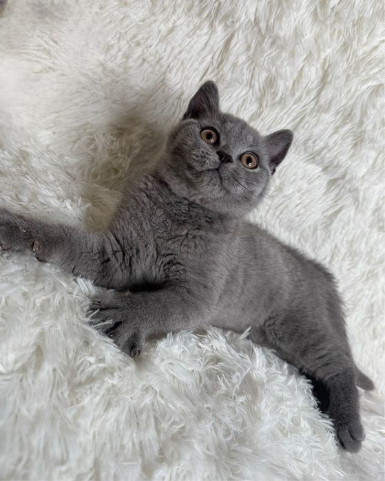 Kotka brytyjska niebieska kocieta koty brytyjskie FIFE FPL rodowod