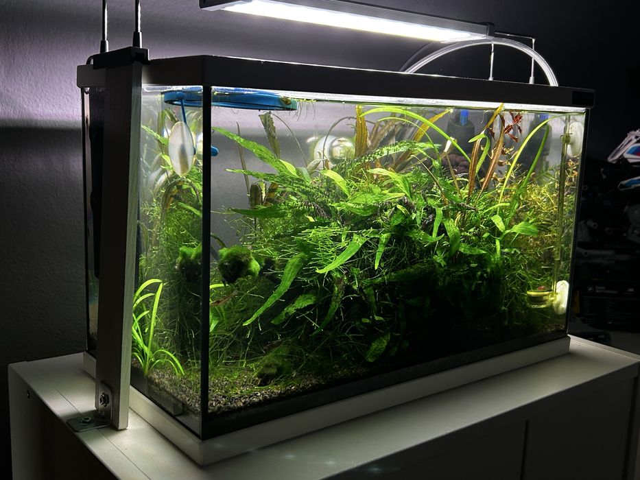 Aquario 20L Plantado de Camaroes