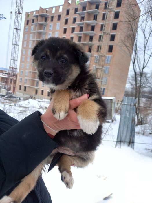 Прилаштовую дівчаток