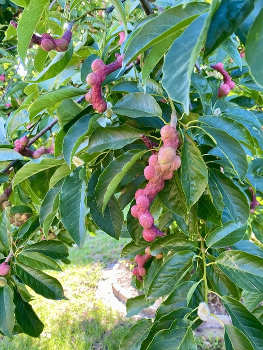 Magnolia drzewiasta nasiona magnolii 6x drzewo
