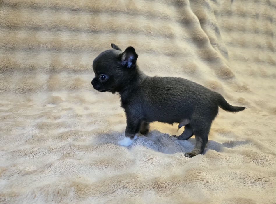 Uroczy piesek mikrusek chihuahua szaro-czekoladowy