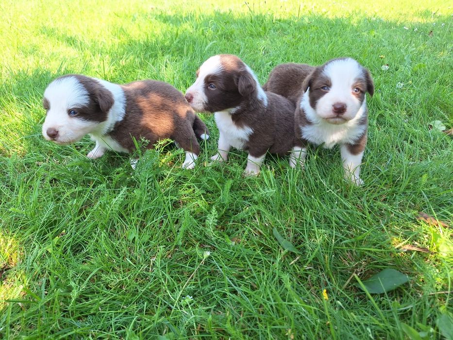 Border Collie dziewczynka Czekoladowo-Biała