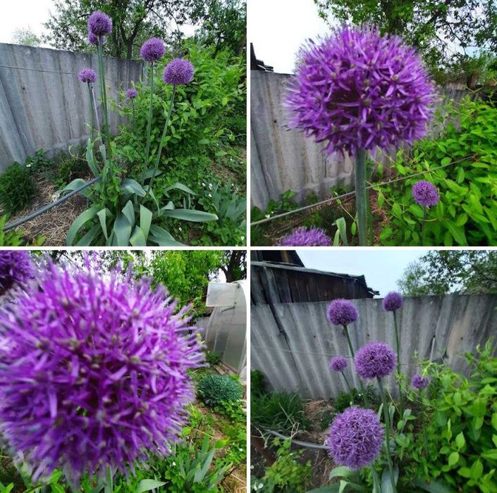 Квіти Аліум, багаторічні