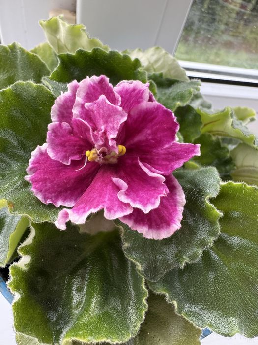 Фіалки квітучі. Не дорого