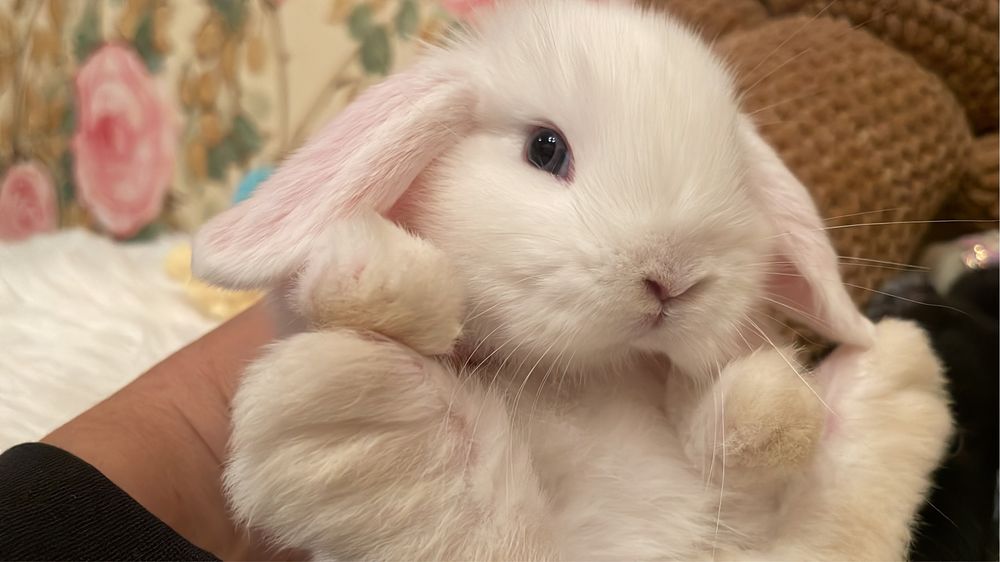 Кролик Тедді, висловухий кролик, МиниЛоп з вакцинацією