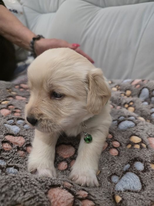 Pieski do adopcji