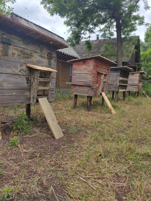 Вулики з бджолами