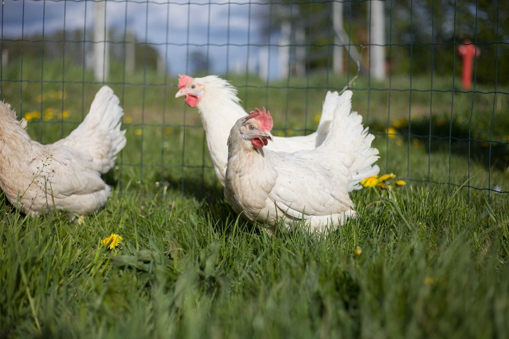 Kura nioska  Tetra tintet z kremowym jajkiem odchowana