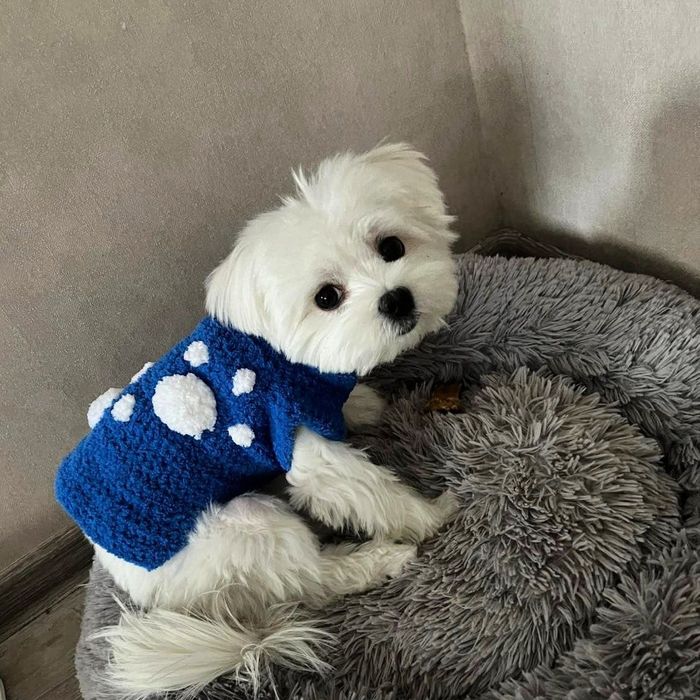 Плюшевая одежда,  свитера для котов, кошек, котят, собак, сфинксов